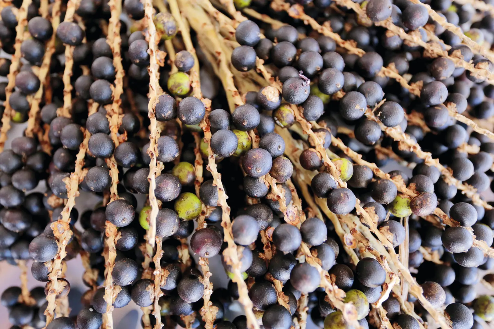 Açaí foi um dos produtos afetados pelo tarifaço de Donald Trump (Adriano Brito/Trilux)