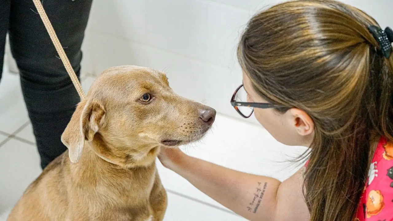 Vacinação contra raiva de cães e gatos em Rio Preto neste sábado