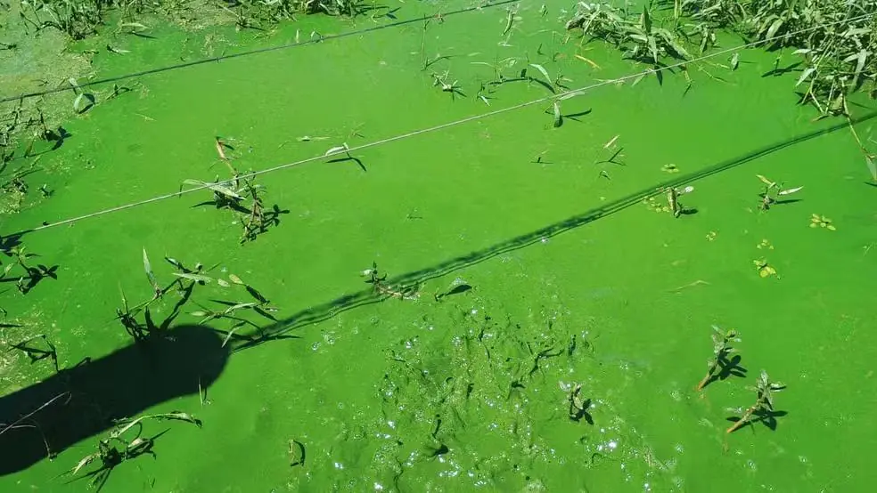 Rio Tietê coberto de algas na região noroeste paulista (Reprodução)