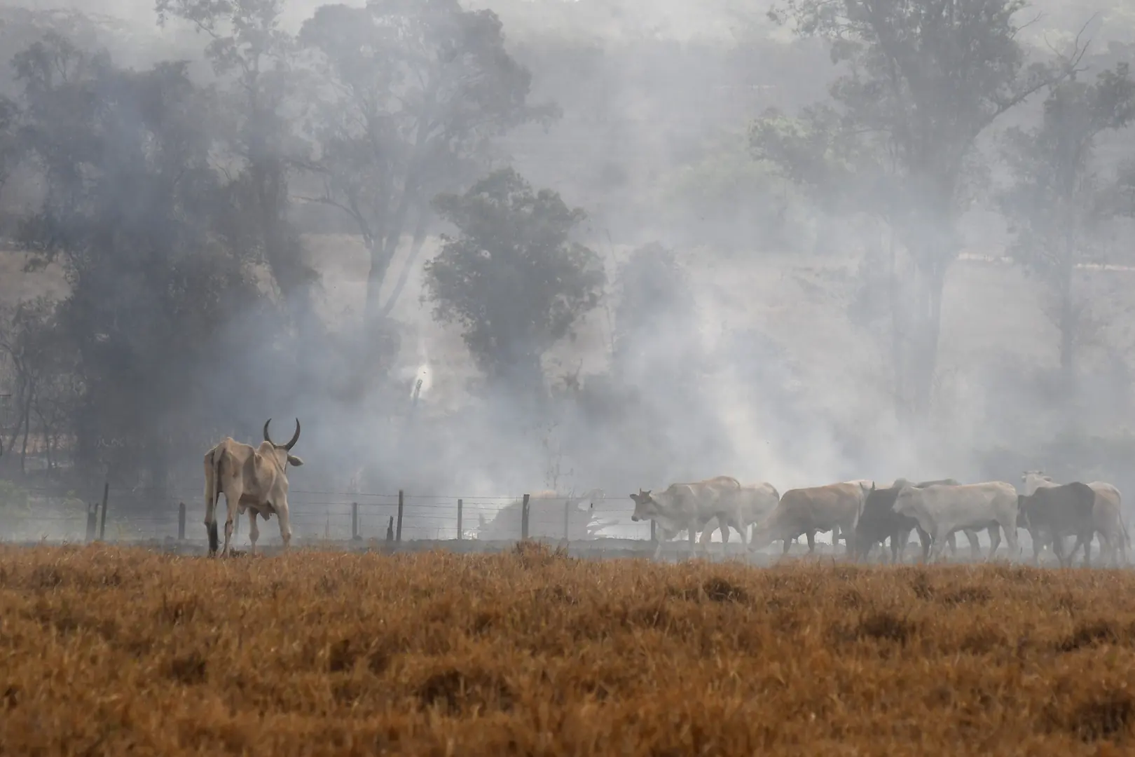 Incêndio em área de pastagem ao lado da reserva florestal (Thomaz Vita Neto 1/10/2025)