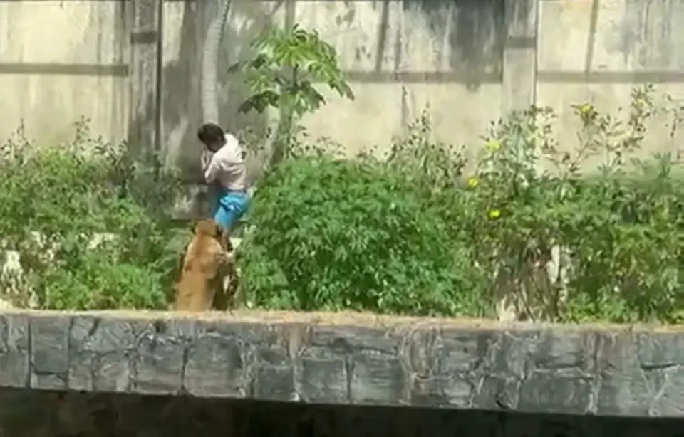 Homem morre após entrar na jaula dos leões em João Pessoa