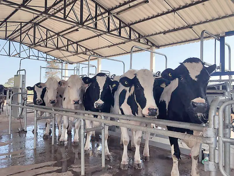 Thumbnail description