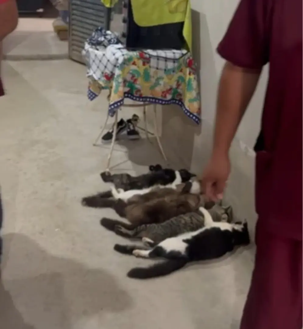 Gatos em Monte Alto (Divulgação/GCM de Monte Alto)