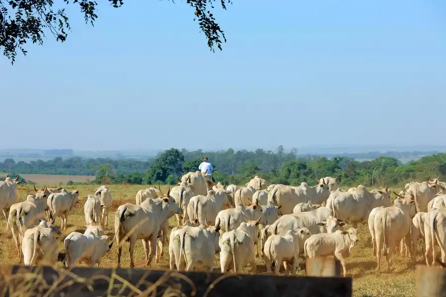 Novos mercados e novos frigoríficos habilitados ajudam a melhorar volume de exportações de carne (Divulgação)