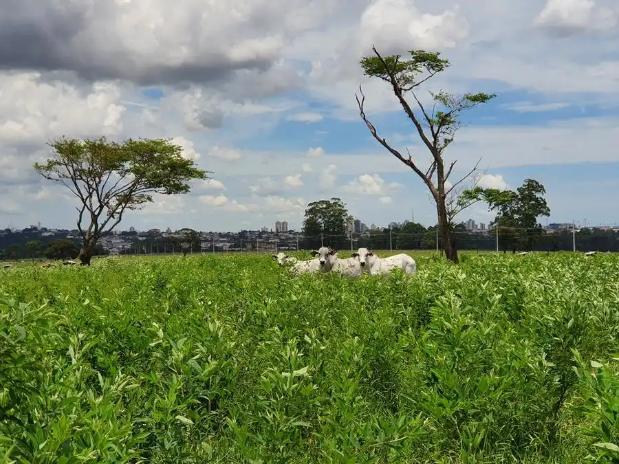 Gado nelore na pastagem com feijão guandu, na fazenda da Embrapa (Divulgação)