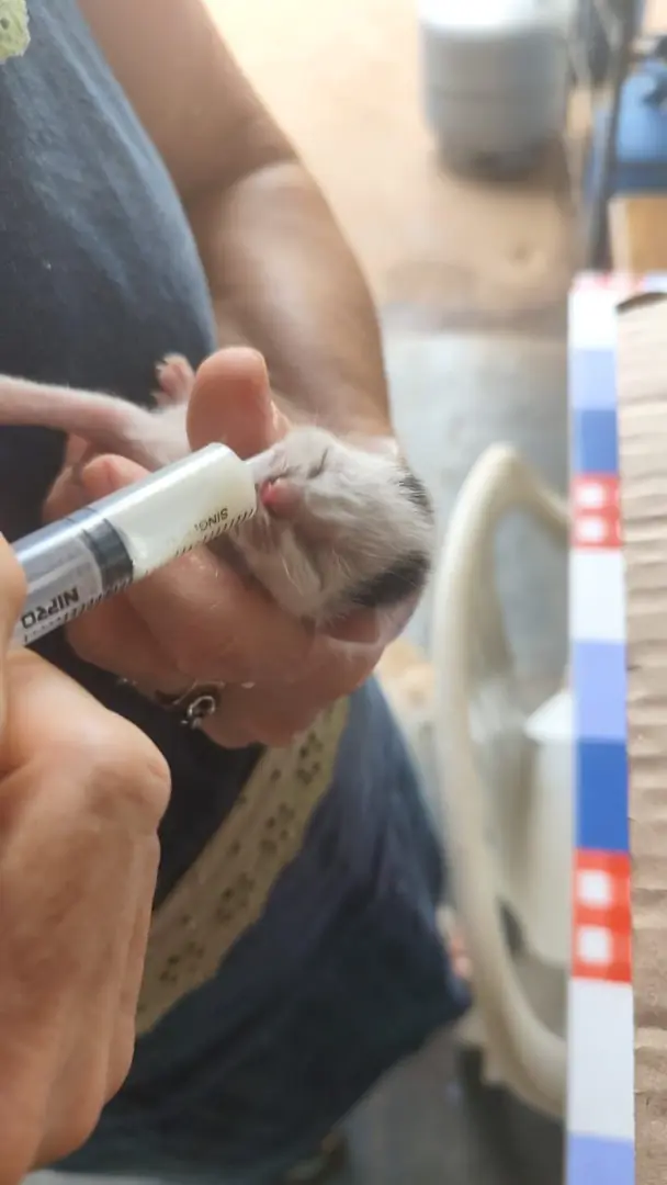 Mulher abandona seis filhotes de gato em frente ao Procon de Rio Preto