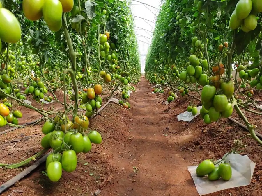 Produção de tomate em estufa, um dos investimentos do produtor Mateus Lot Sanches (Divulgação)