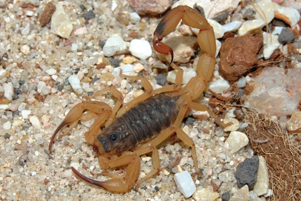 Governo de São Paulo alerta para o aumento de casos de acidentes por escorpiões