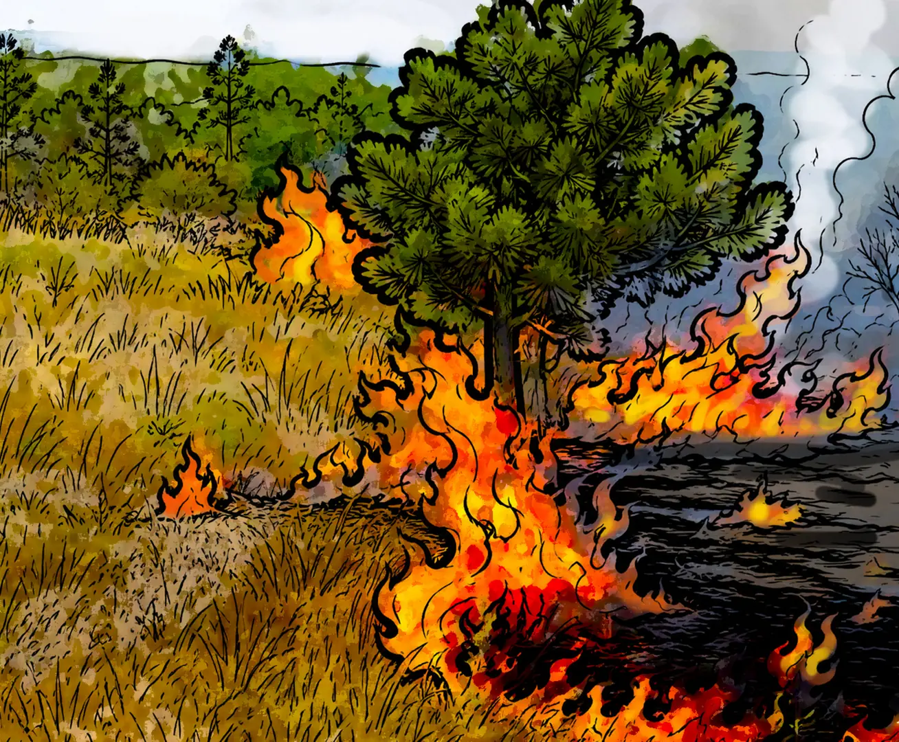 VEGETAÇÃO SECA E INCÊNDIOS (Lézio Jr.)