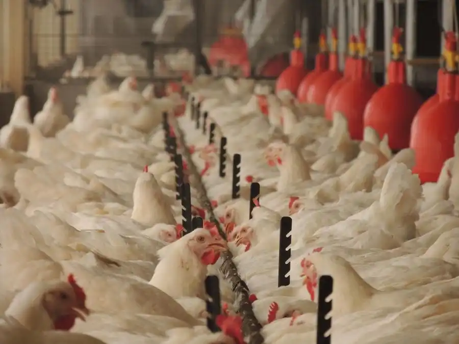 Exportações de frango cresceram 5,6% em abril (Divulgação)