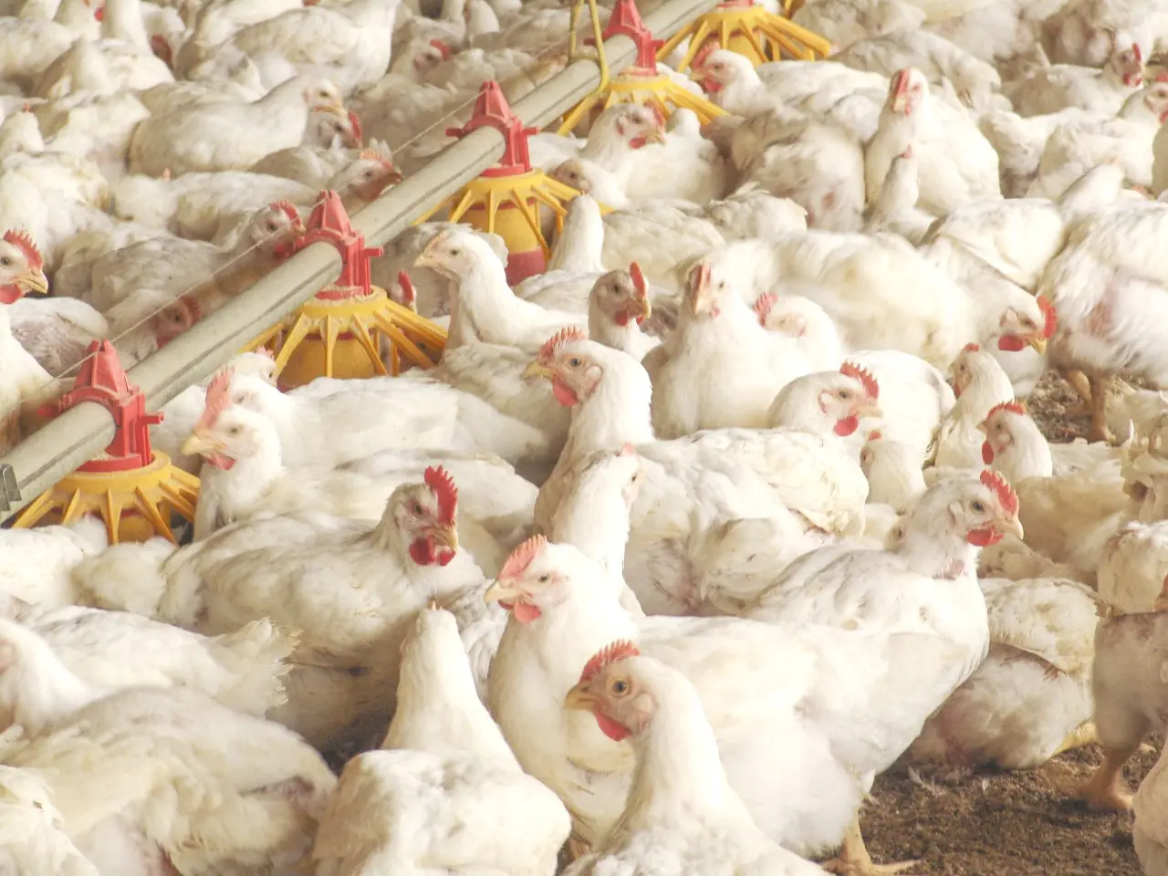 Produtores de frango projetam fechar o ano com alta demanda