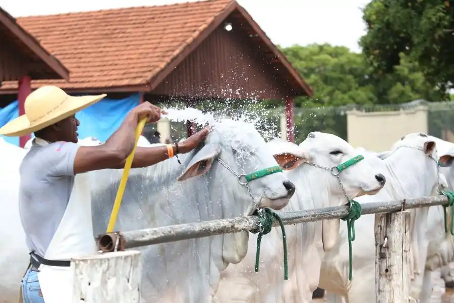 Tratador dá banho em animais da raça nelore: preparativos para exposição e julgamento (Guilherme Baffi 18/10/2022)
