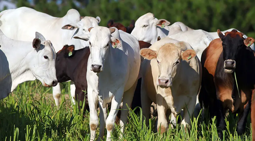 Thumbnail description